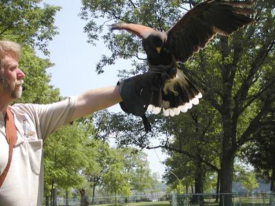 Harris hawk demonstration #2