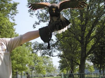Harris hawk demonstration #3
