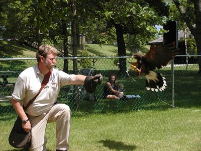 Harris hawk demonstration #4