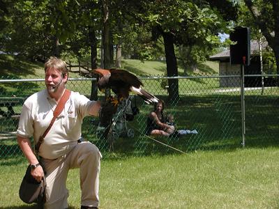 Harris hawk demonstration #5
