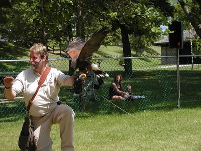 Harris hawk demonstration #7