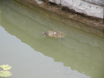Turtle swimming in pool in front of floral clock #2