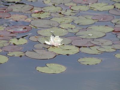 Lily pond in front of floral clock
