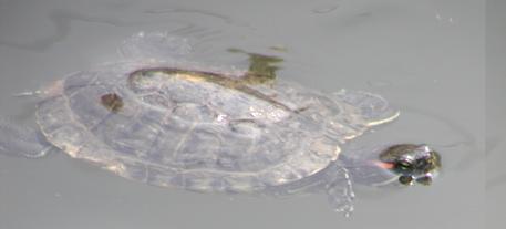 Turtle swimming in pool in front of floral clock #4