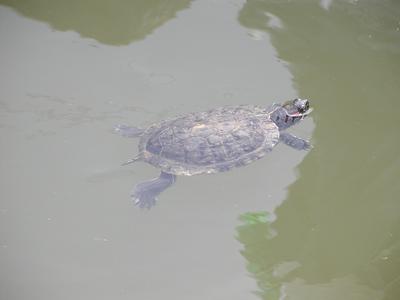 Turtle swimming in pool in front of floral clock #5