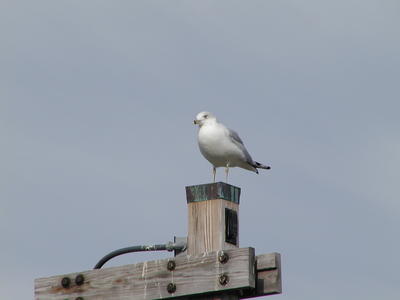 Seagull
