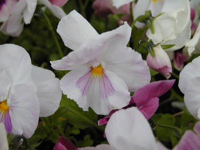 Pansies