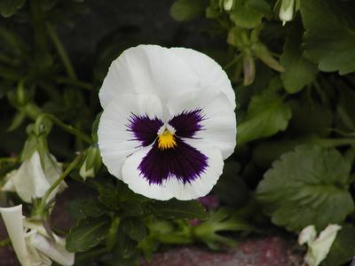 Pansies #2