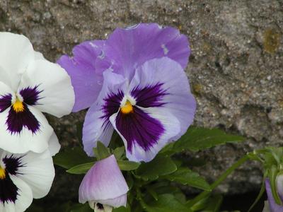 Pansies #3