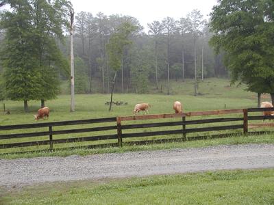 Cows at Serenbe