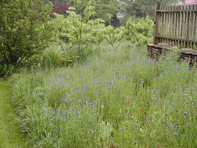 Wildflowers at Serenbe