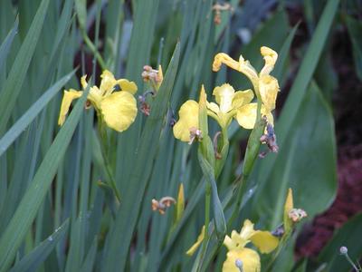 Flowers at Serenbe #2