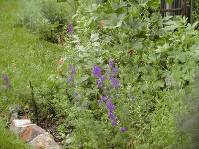 Wildflowers at Serenbe #2