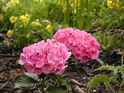 Flowers at Serenbe #6