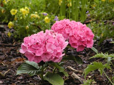 Flowers at Serenbe #7