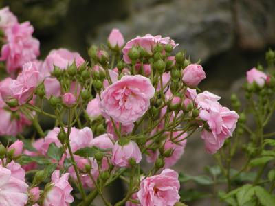 Flowers at Serenbe #8