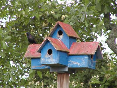 Bird on birdhouse at Serenbe