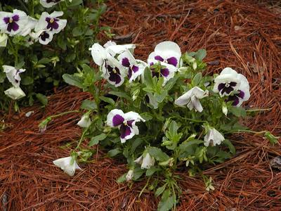 Flowers at Serenbe #9