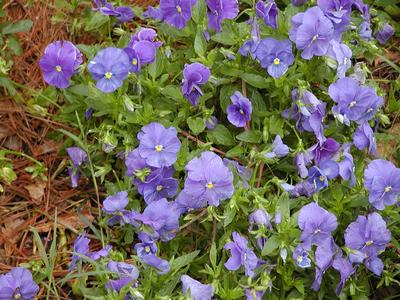 Flowers at Serenbe #10