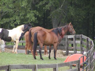 Horses at Serenbe