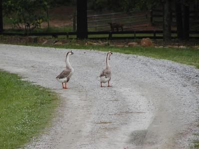 Geese at Serenbe