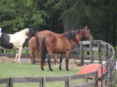 Horses at Serenbe #2