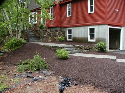 Holly and mountain laurel bushes #2
