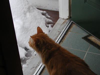 America contemplating whether to go out