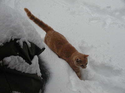 Aerosmith in the snow