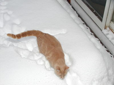 Aerosmith in the snow #2