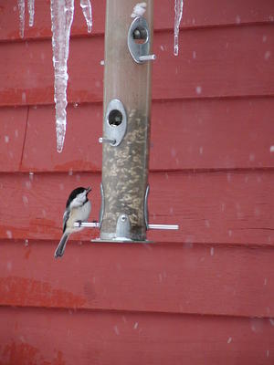 Bird at feeder