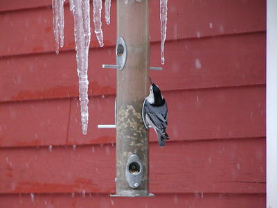 Bird at feeder #2