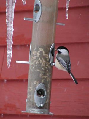 Bird at feeder #4