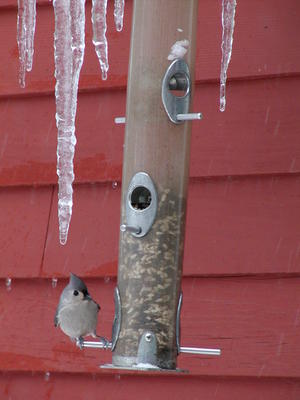 Bird at feeder #6