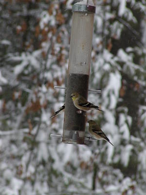 Birds at feeder #2