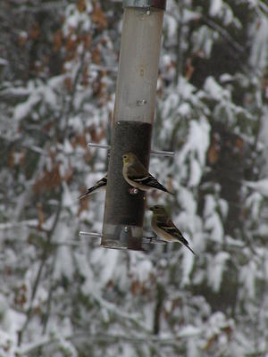 Birds at feeder #3