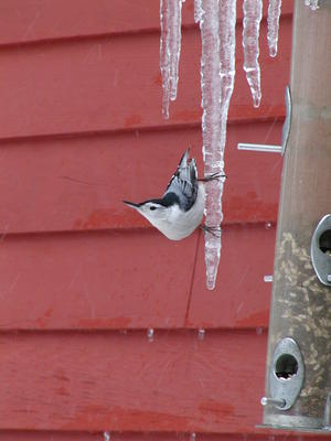 Bird on an icicle