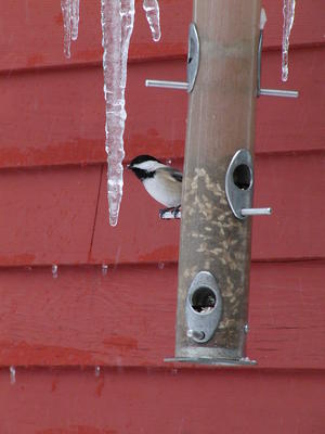 Bird at feeder #8