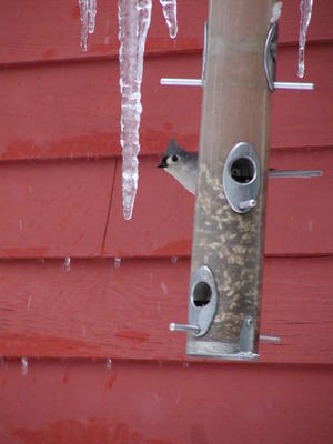 Bird at feeder #9