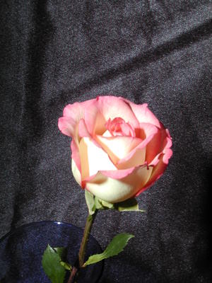 Rose #6