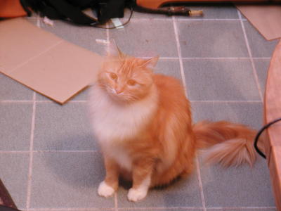 America in soft focus