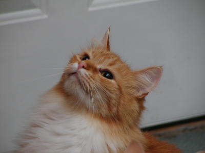 America the beautiful