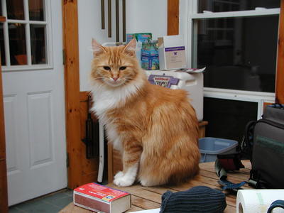 You will bow down and worship me