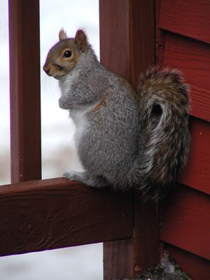 Squirrel #2