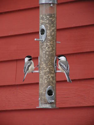 Seed for two, and two for seed