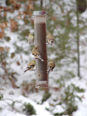 Community feeding station