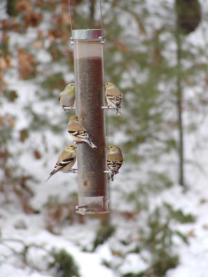 Community feeding station #2