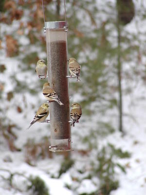 Community feeding station #3