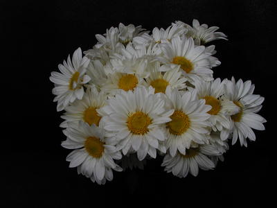 Daisies #2