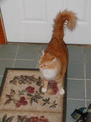 America, tail in full plume